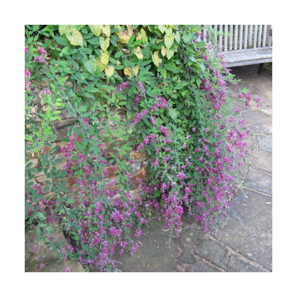 Lespedeza de Thunberg