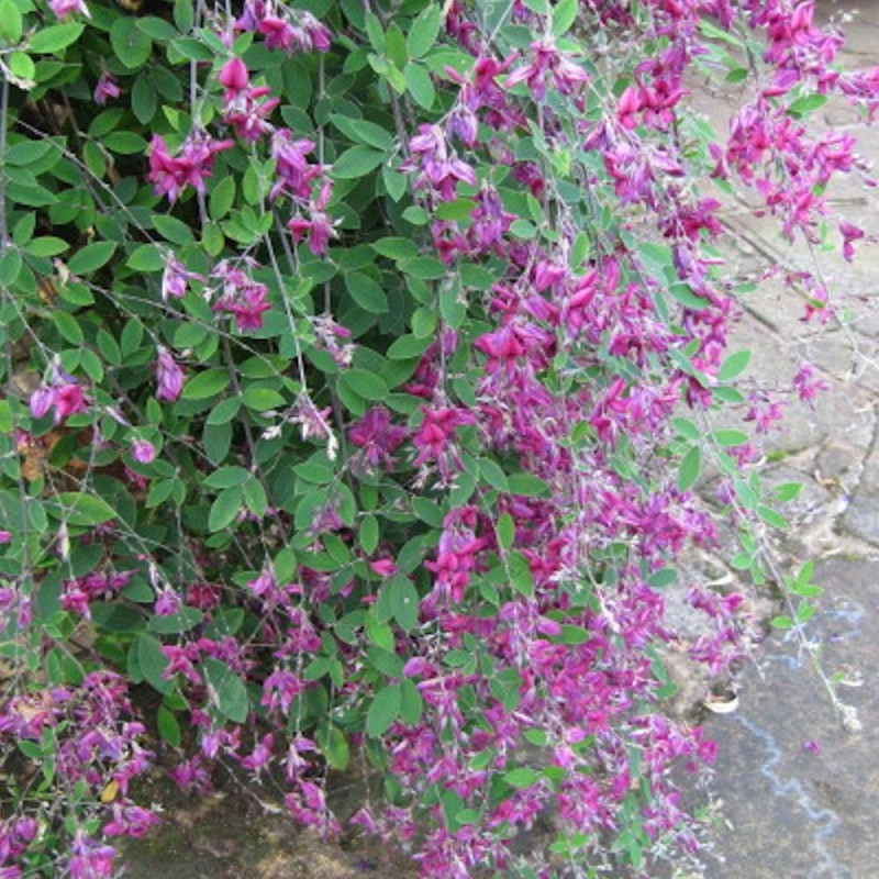 Lespedeza de Thunberg