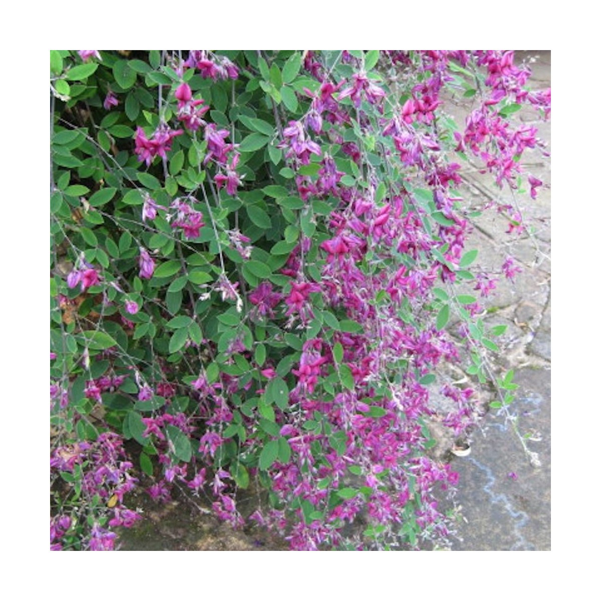 Lespedeza de Thunberg