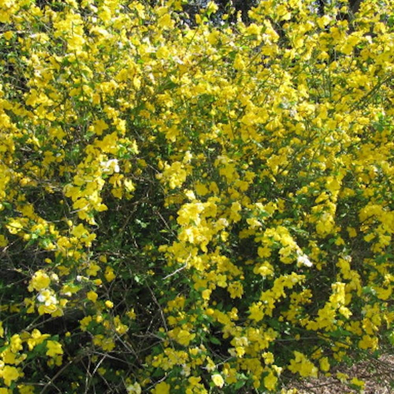 Corête du Japon, Kerria