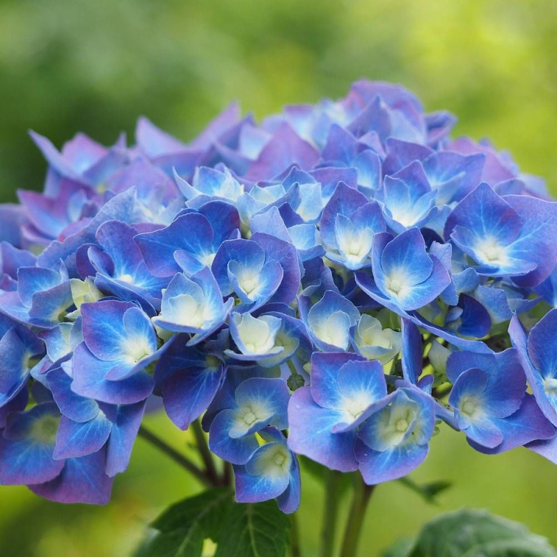 Hortensia Bleu, Hydrangea macrophylla