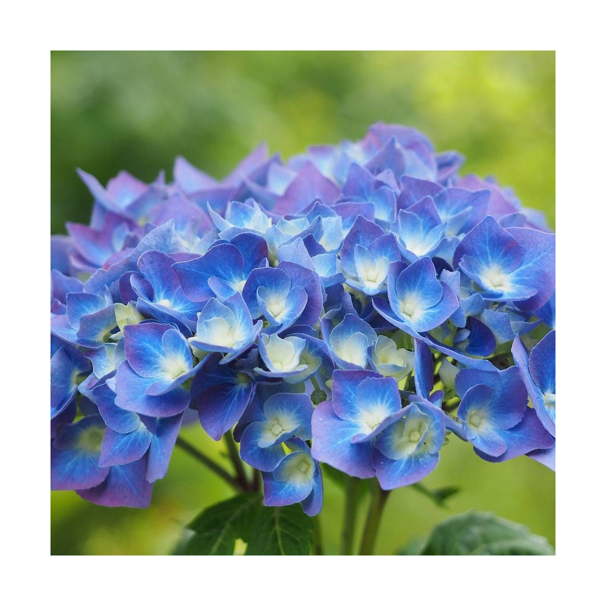 Hortensia Bleu, Hydrangea macrophylla