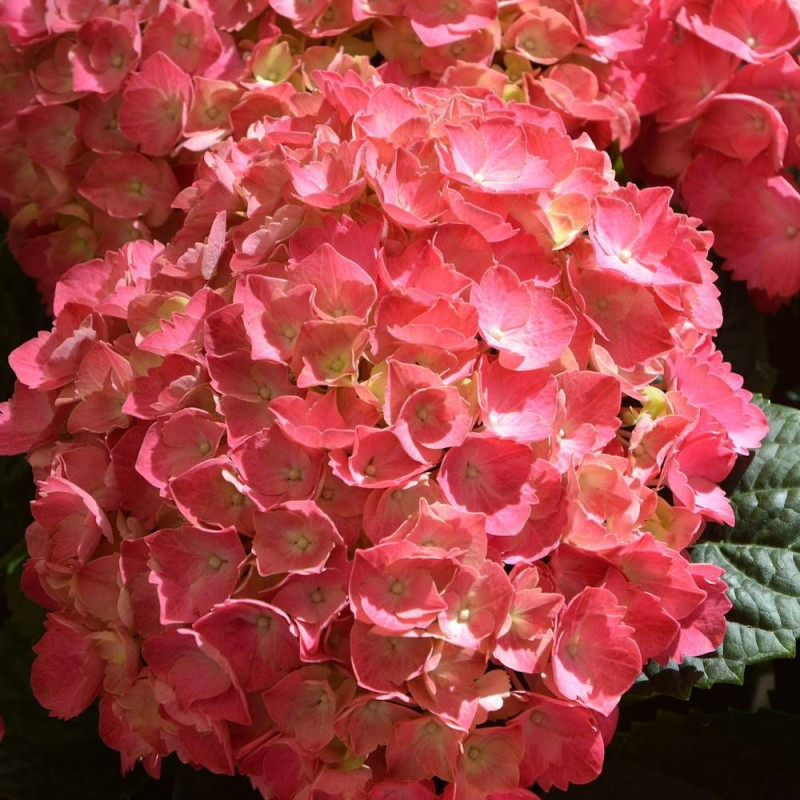 Hortensia Rouge, Hydrangea macrophylla