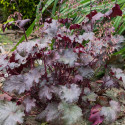 Heuchere Crimson Curl