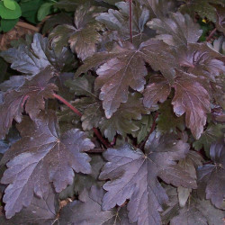 Heuchere x Chocolat Ruffle