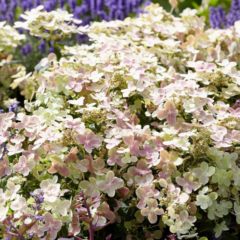 Hortensia paniculata Polestar® 'Breg14', Hydrangea paniculata