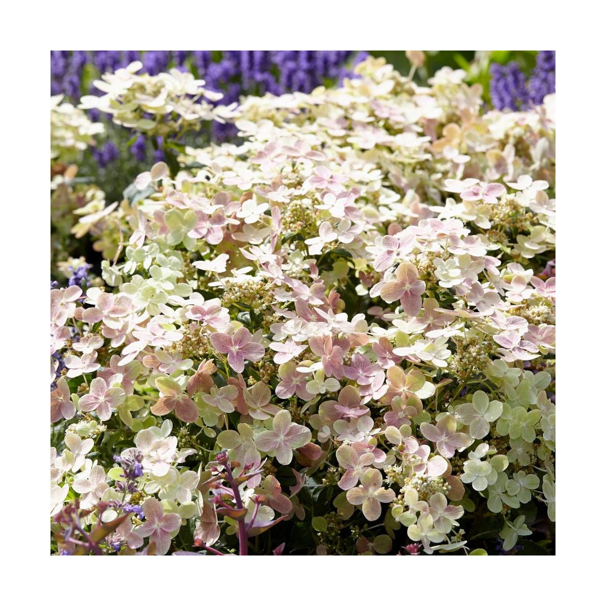 Hortensia paniculata Polestar® 'Breg14', Hydrangea paniculata