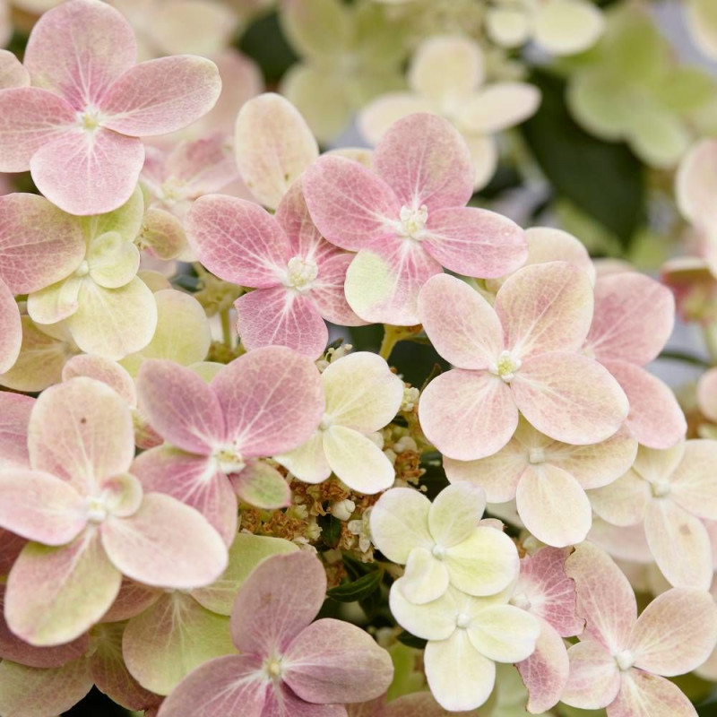 Hortensia paniculata Polestar® 'Breg14', Hydrangea paniculata