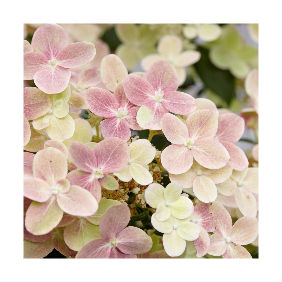 Hortensia paniculata Polestar® 'Breg14', Hydrangea paniculata