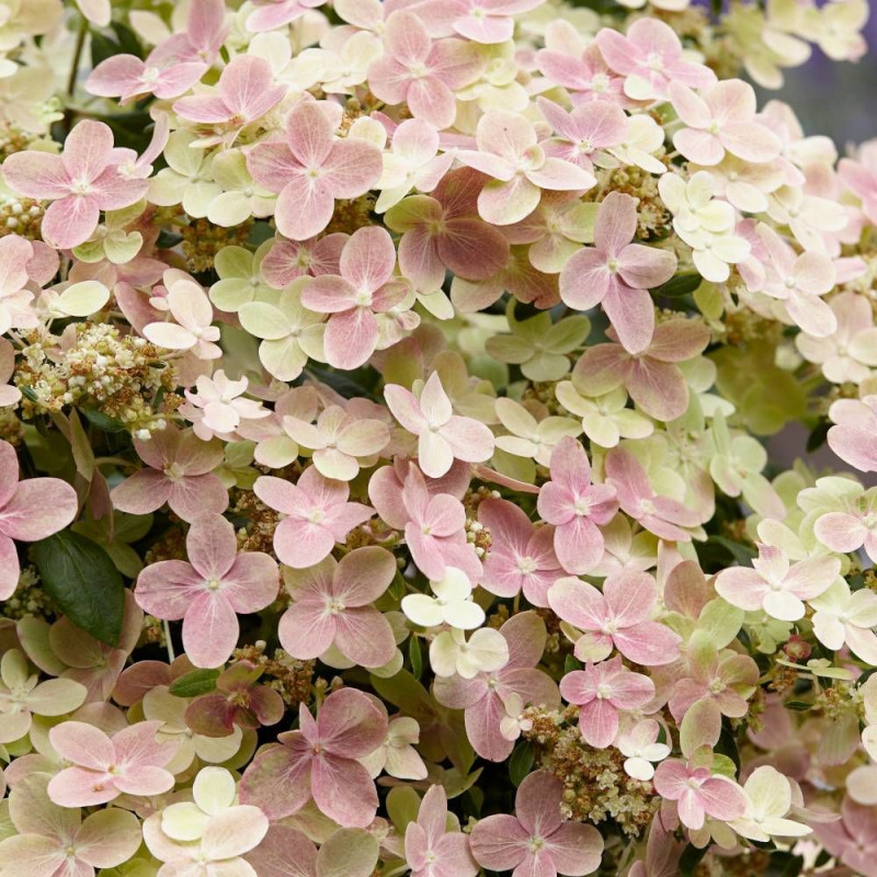 Hortensia paniculata Polestar® 'Breg14', Hydrangea paniculata
