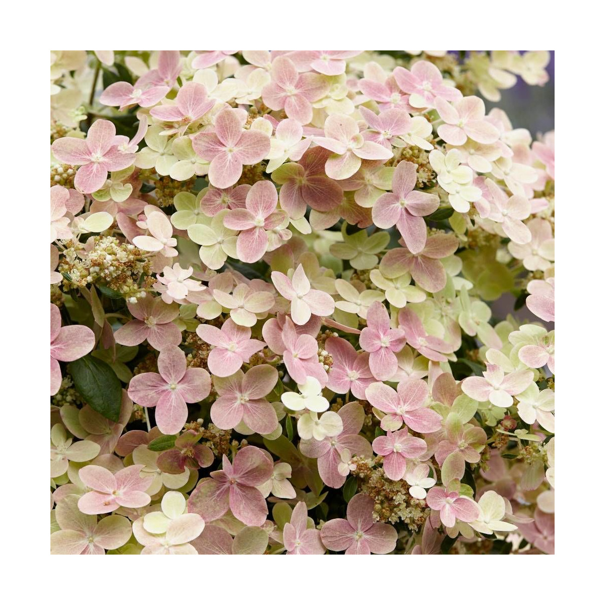 Hortensia paniculata Polestar® 'Breg14', Hydrangea paniculata