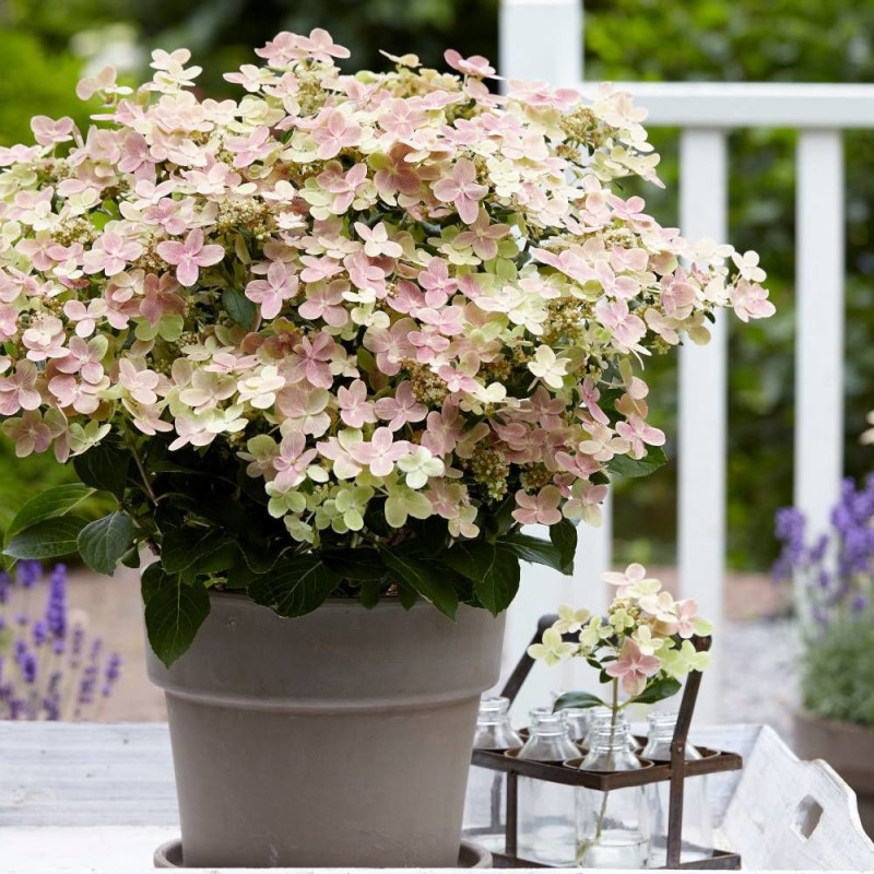 Hortensia paniculata Polestar® 'Breg14', Hydrangea paniculata