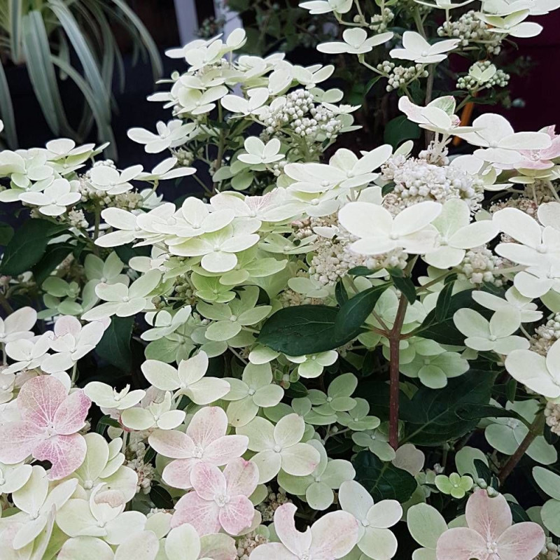 Hortensia paniculata Polestar® 'Breg14', Hydrangea paniculata