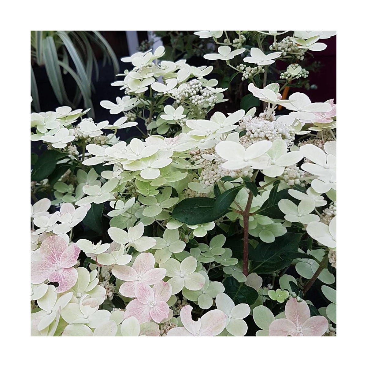 Hortensia paniculata Polestar® 'Breg14', Hydrangea paniculata