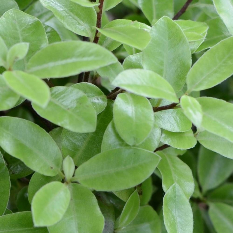 Pittosporum Golf Ball, Pittospore
