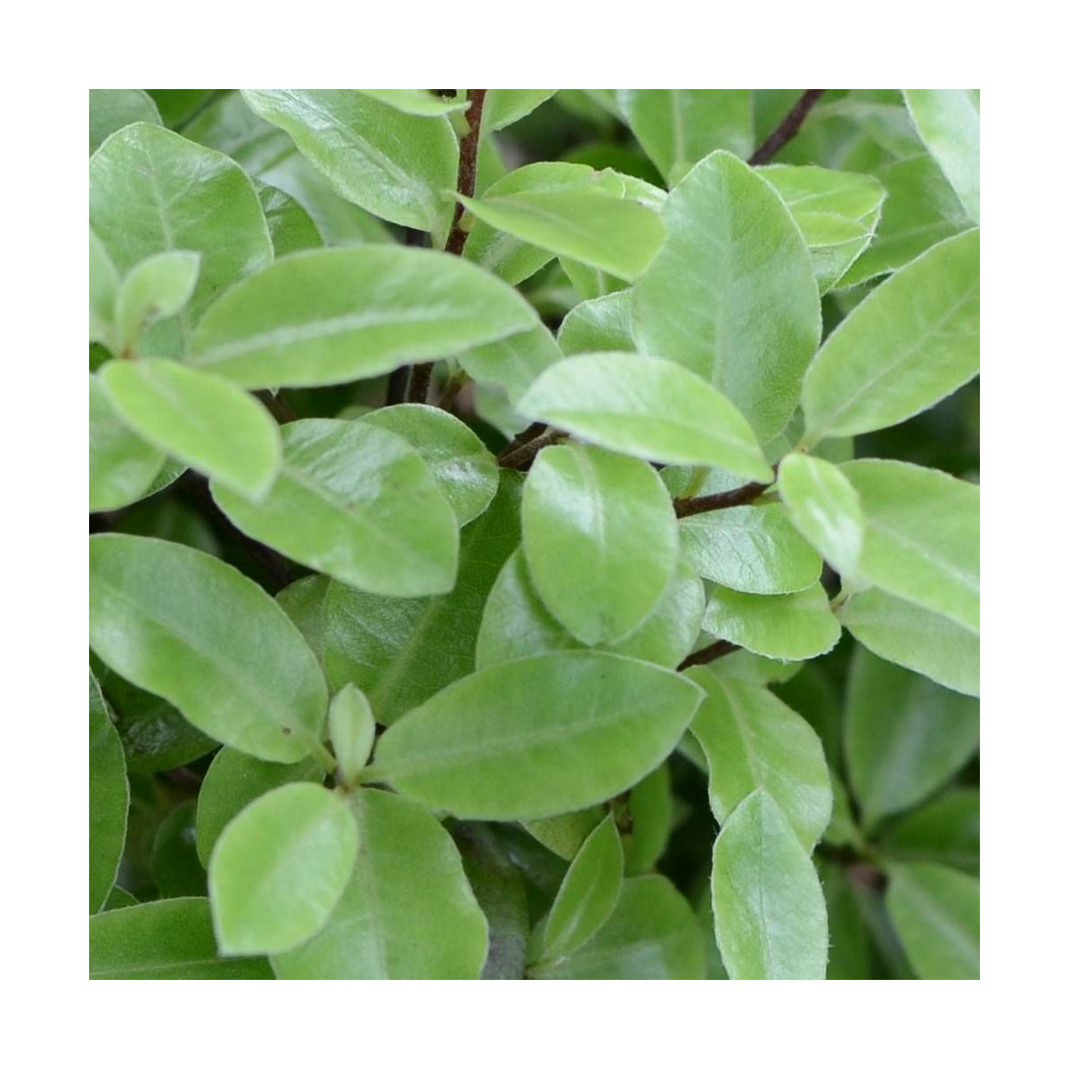 Pittosporum Golf Ball, Pittospore Pittosporum Golf Ball, Pittospore