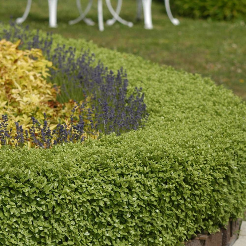 Pittosporum Golf Ball, Pittospore