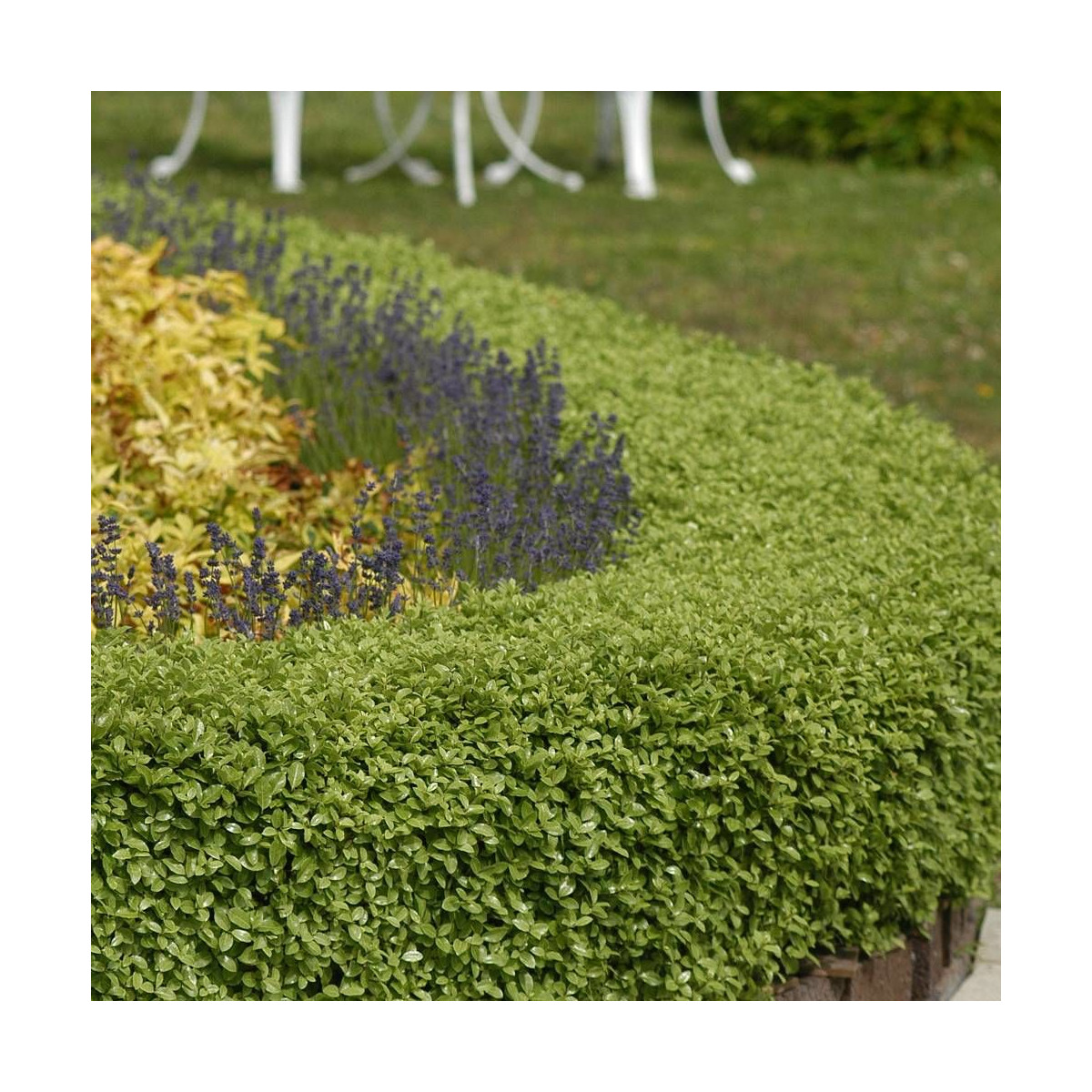 Pittosporum Golf Ball, Pittospore Pittosporum Golf Ball, Pittospore