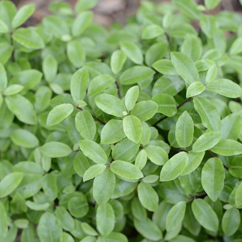 Pittosporum Golf Ball, Pittospore