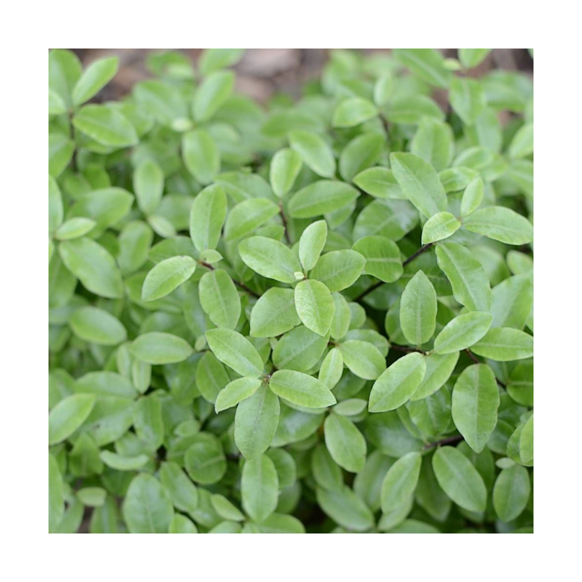 Pittosporum Golf Ball, Pittospore Pittosporum Golf Ball, Pittospore