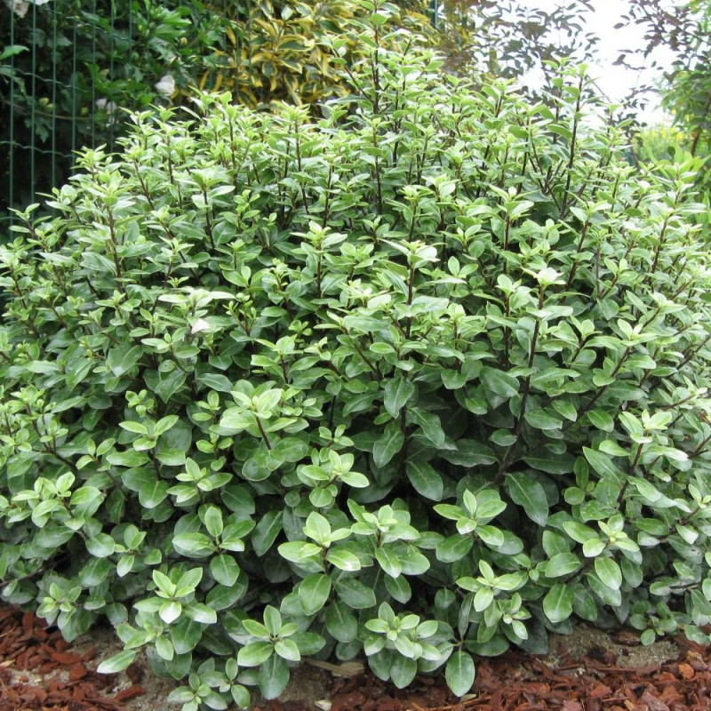 Pittosporum Golf Ball, Pittospore