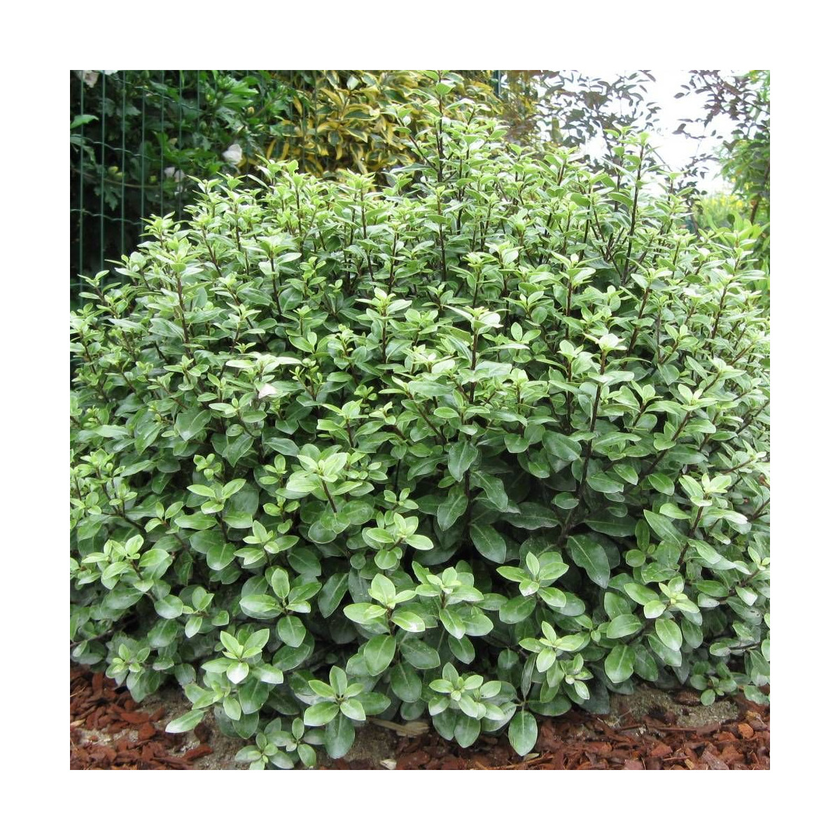 Pittosporum Golf Ball, Pittospore Pittosporum Golf Ball, Pittospore