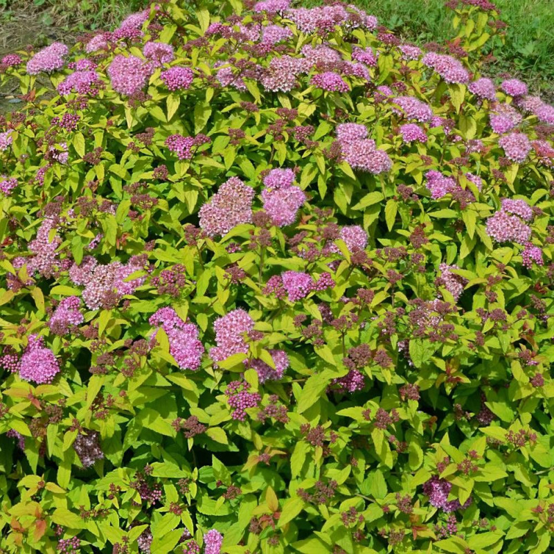 Spirée du Japon Merlo® Gold ' Davcop04', Spiraea