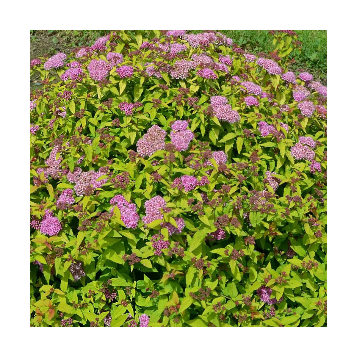 Spirée du Japon Merlo® Gold ' Davcop04', Spiraea