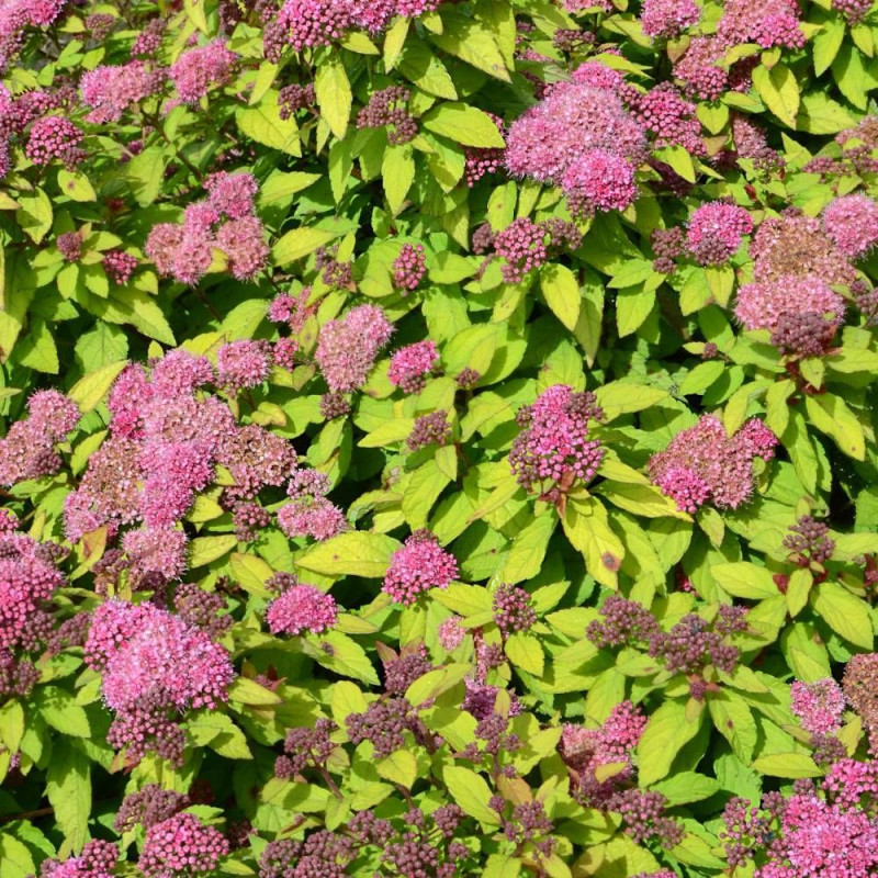 Spirée du Japon Merlo® Gold ' Davcop04', Spiraea