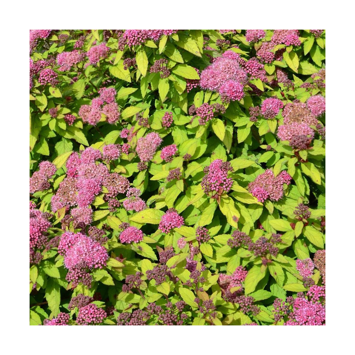 Spirée du Japon Merlo® Gold ' Davcop04', Spiraea