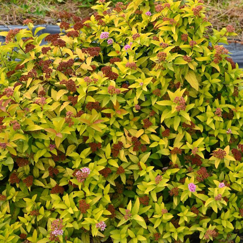 Spirée du Japon Merlo® Gold ' Davcop04', Spiraea
