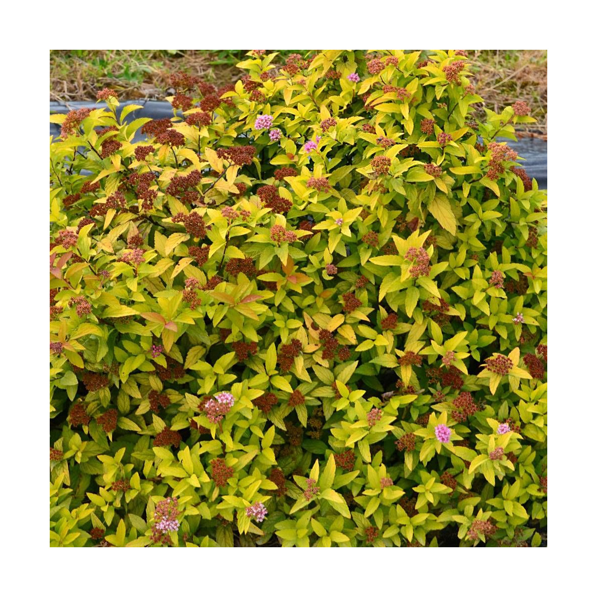 Spirée du Japon Merlo® Gold ' Davcop04', Spiraea