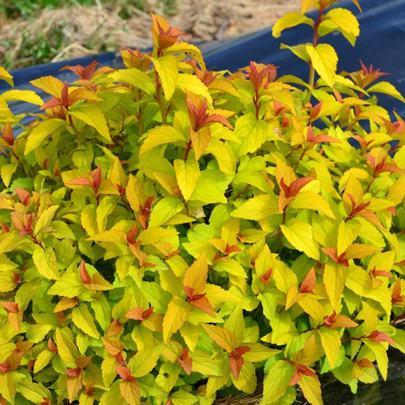 Spirée du Japon Merlo® Gold ' Davcop04', Spiraea