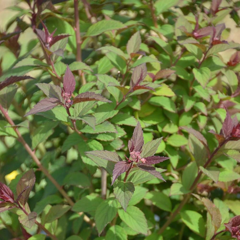 Spirée du Japon Merlo® Green 'Davrou01', Spiraea