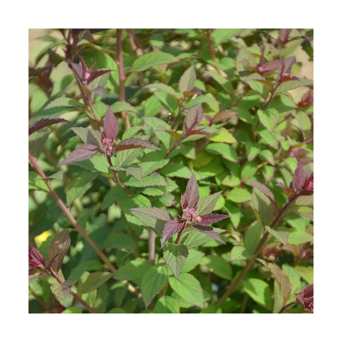 Spirée du Japon Merlo® Green 'Davrou01', Spiraea Spirée du Japon Merlo® Green 'Davrou01', Spiraea