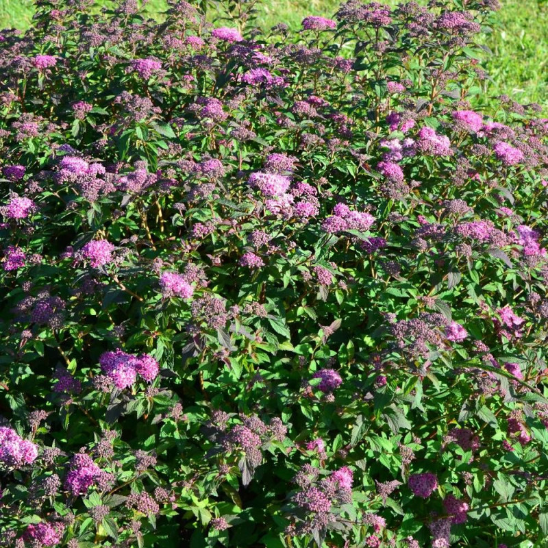 Spirée du Japon Merlo® Green 'Davrou01', Spiraea