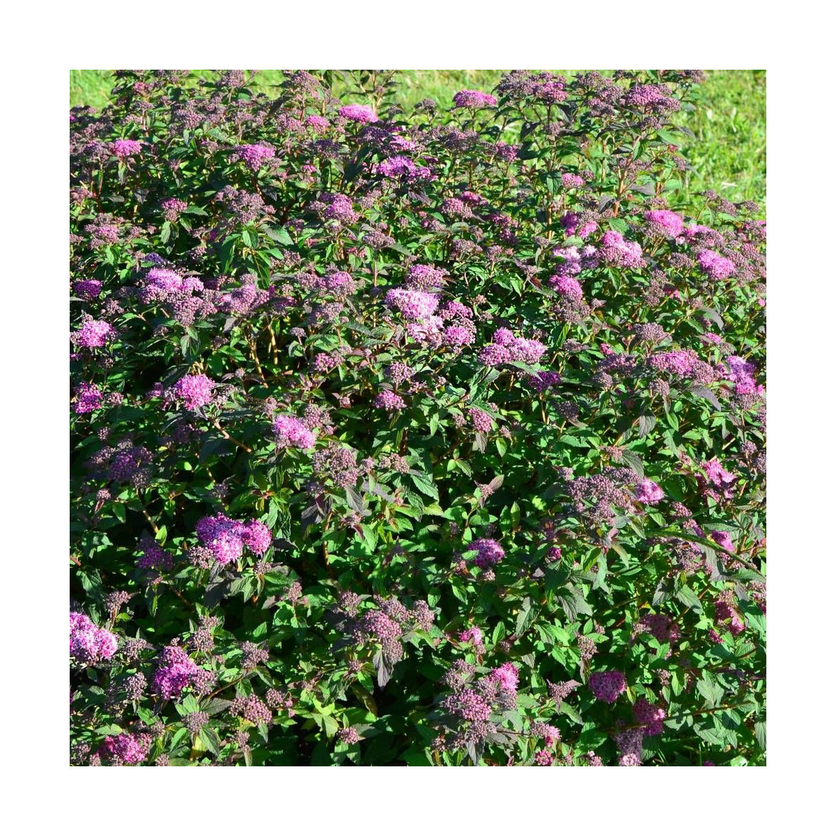 Spirée du Japon Merlo® Green 'Davrou01', Spiraea Spirée du Japon Merlo® Green 'Davrou01', Spiraea