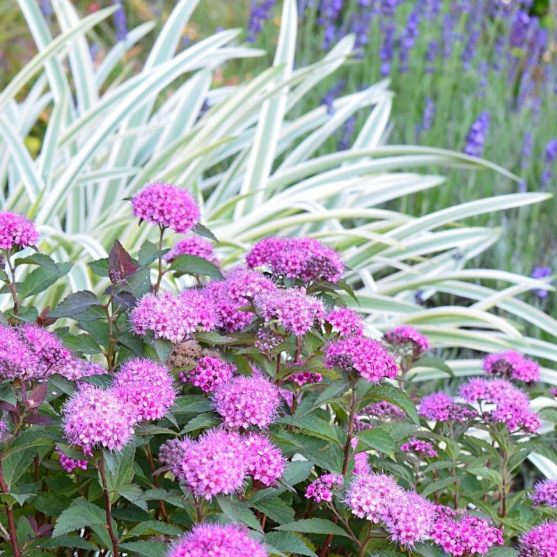 Spirée du Japon Merlo® Green 'Davrou01', Spiraea