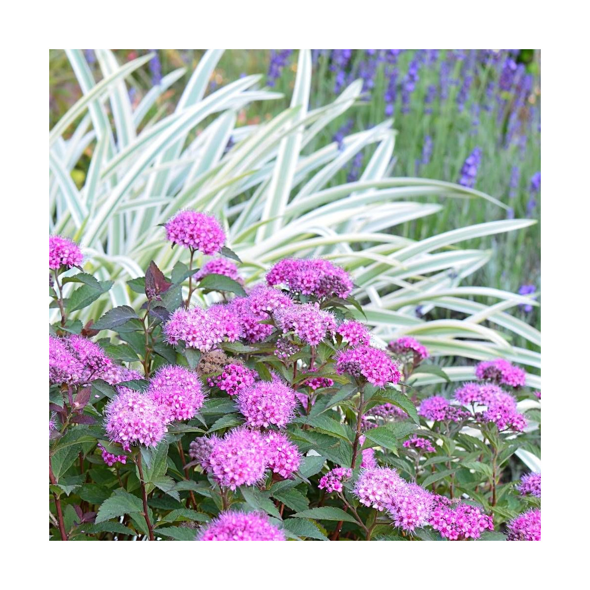 Spirée du Japon Merlo® Green 'Davrou01', Spiraea Spirée du Japon Merlo® Green 'Davrou01', Spiraea