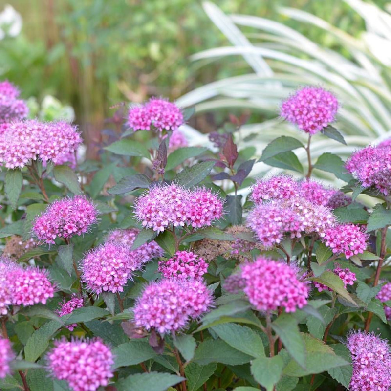 Spirée du Japon Merlo® Green 'Davrou01', Spiraea