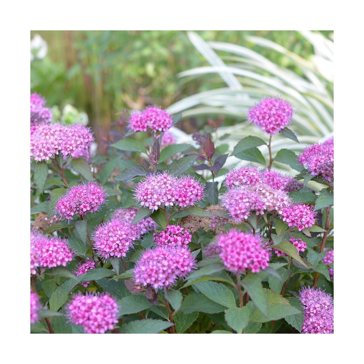 Spirée du Japon Merlo® Green 'Davrou01', Spiraea Spirée du Japon Merlo® Green 'Davrou01', Spiraea