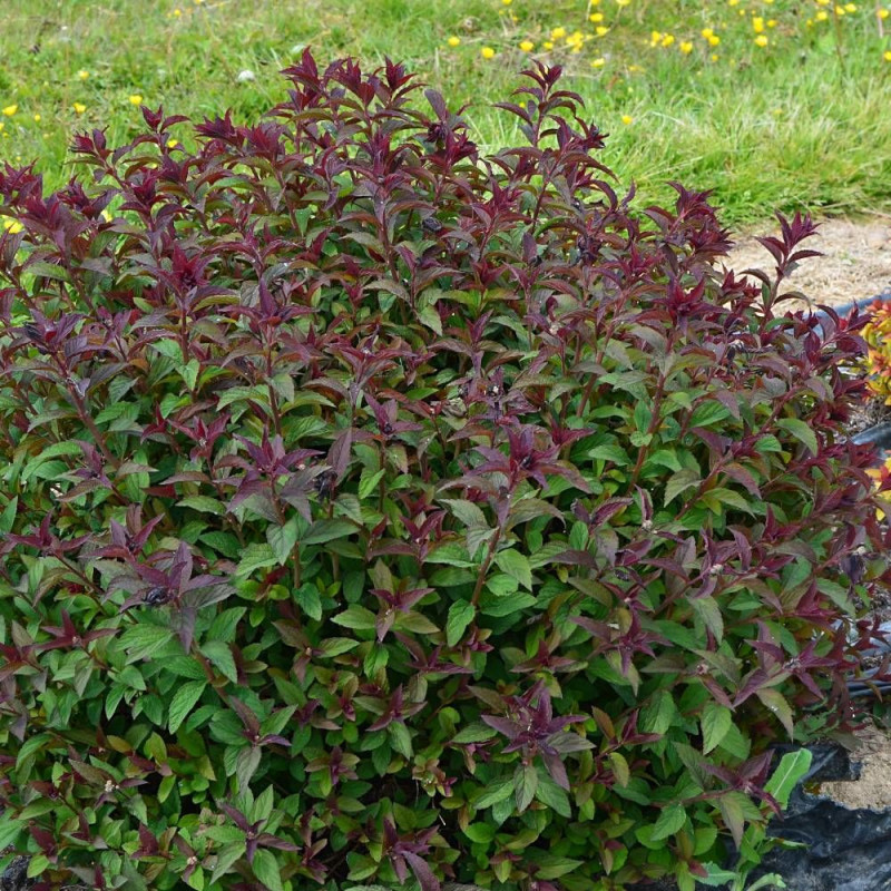 Spirée du Japon Merlo® Green 'Davrou01', Spiraea