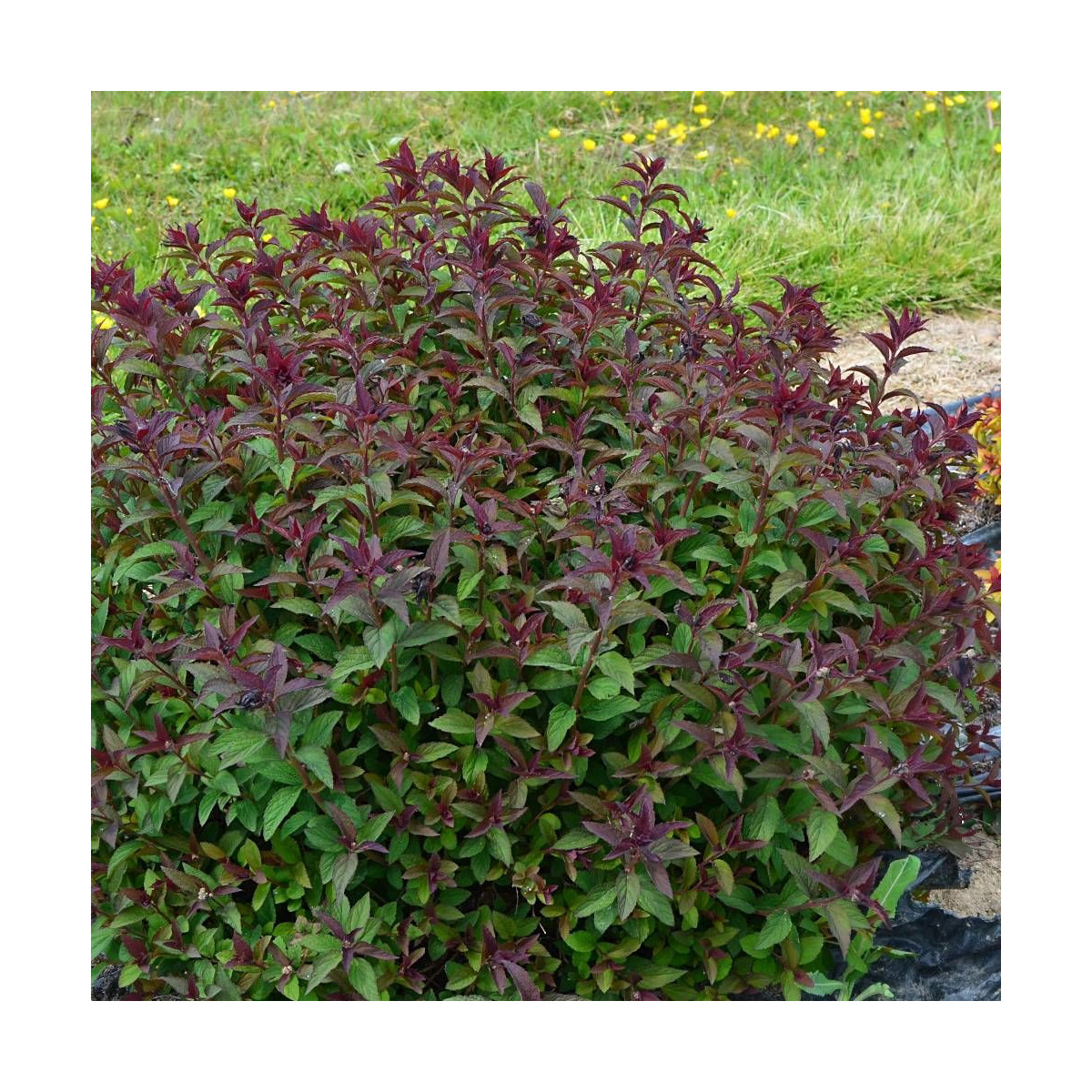 Spirée du Japon Merlo® Green 'Davrou01', Spiraea Spirée du Japon Merlo® Green 'Davrou01', Spiraea