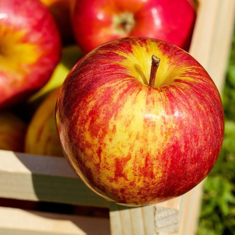 Pommier racines nues Cybèle® 'Delrouval'