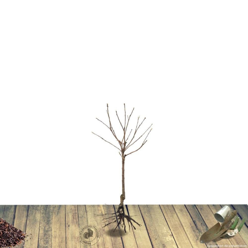 Poirier nain racines nues Garden Gem®