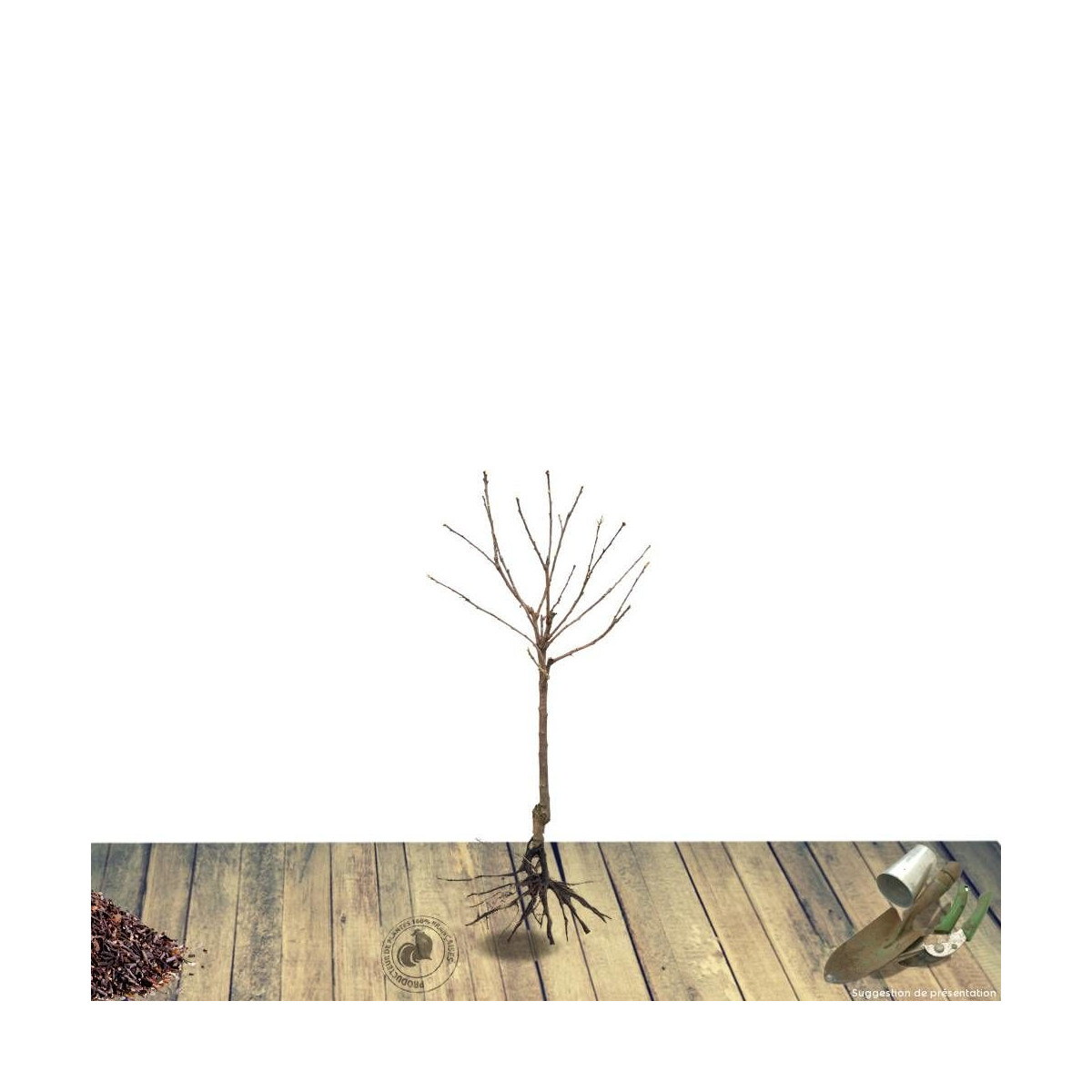 Poirier nain racines nues Garden Gem® Poirier nain racines nues Garden Gem®