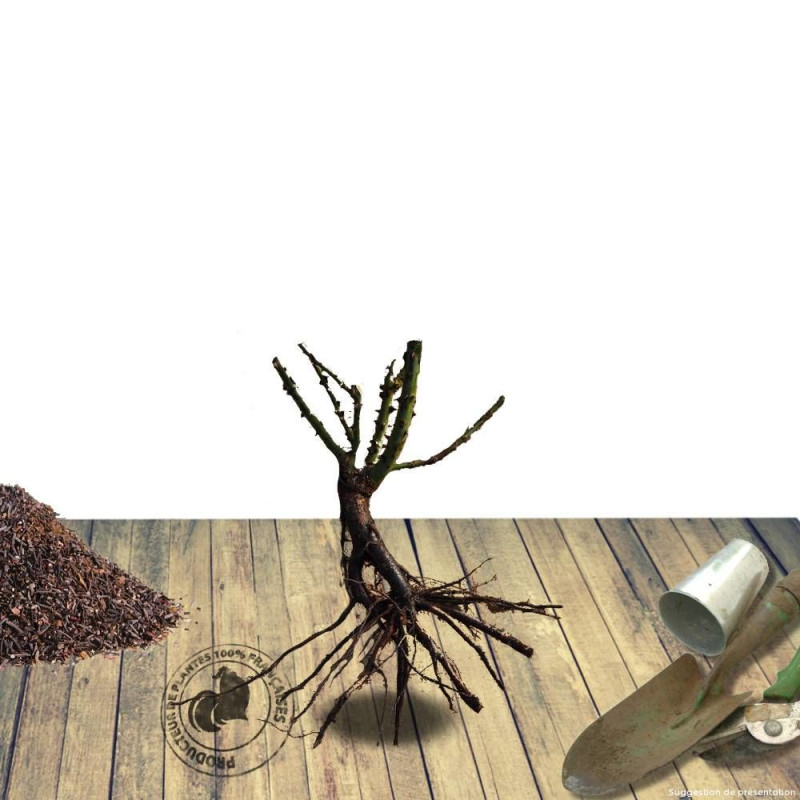 Poirier nain racines nues Garden Gem®