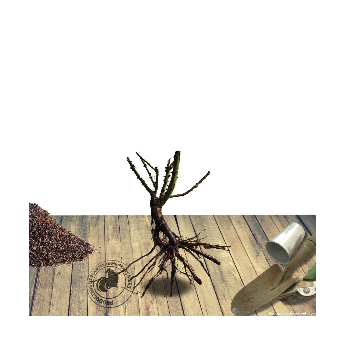 Poirier nain racines nues Garden Gem® Poirier nain racines nues Garden Gem®