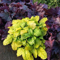 Bugle rampante Gold Chang®