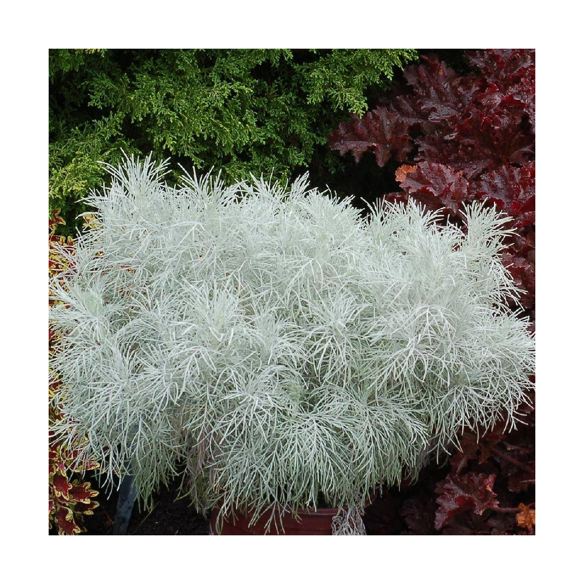 Armoise Makana Silver®